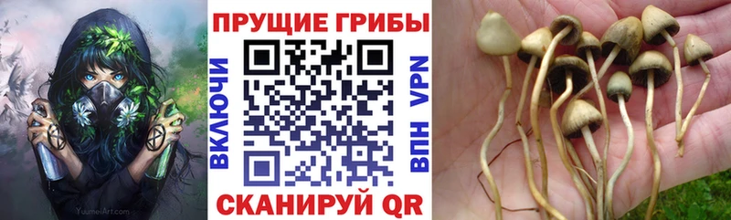кракен ССЫЛКА маркетплейс клад Шумерля Галлюциногенные грибы Cubensis где купить наркоту